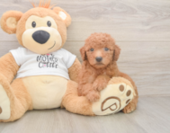 8 week old Mini Goldendoodle Puppy For Sale - Fairfield Furbabies