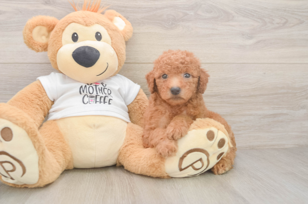 8 week old Mini Goldendoodle Puppy For Sale - Fairfield Furbabies