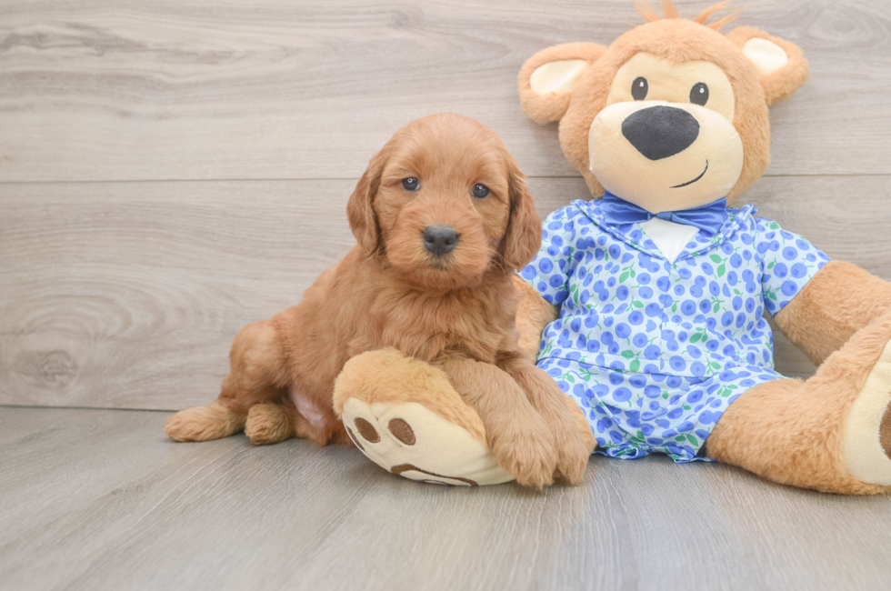 6 week old Mini Goldendoodle Puppy For Sale - Fairfield Furbabies