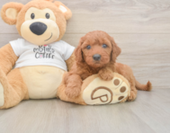 8 week old Mini Goldendoodle Puppy For Sale - Fairfield Furbabies