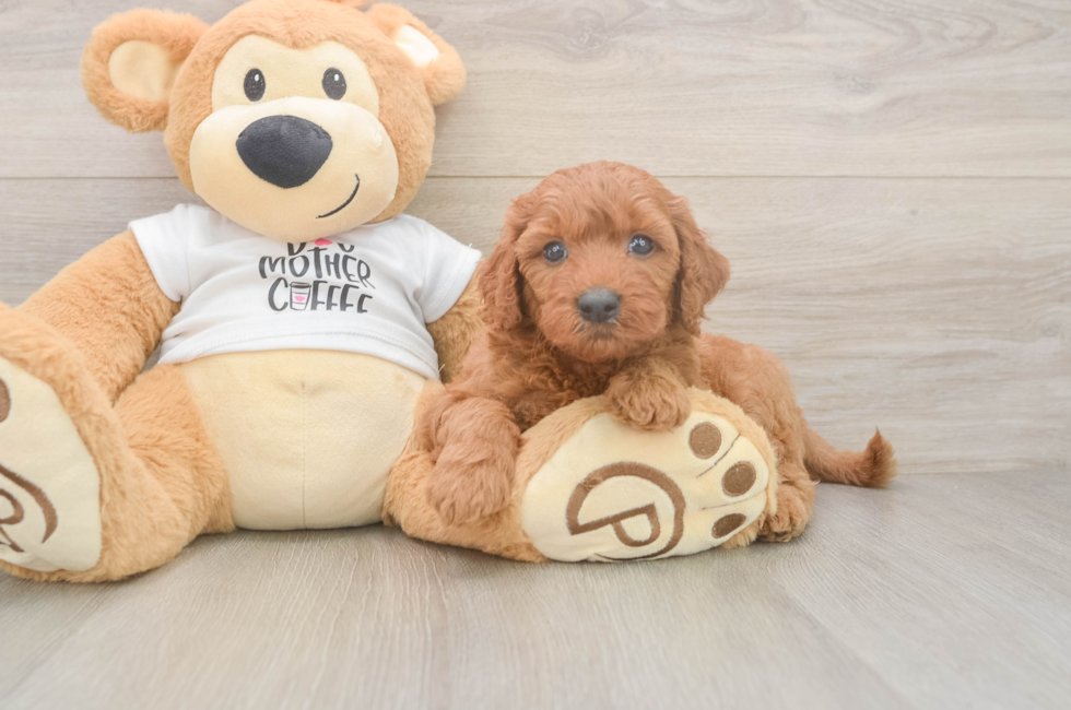8 week old Mini Goldendoodle Puppy For Sale - Fairfield Furbabies