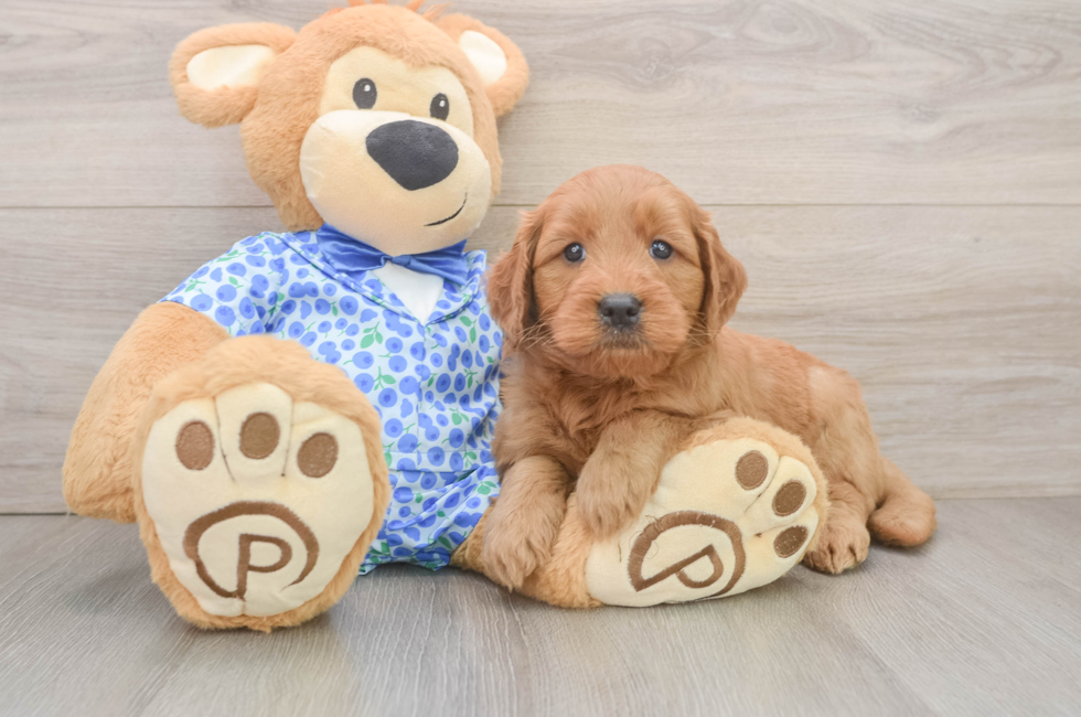 6 week old Mini Goldendoodle Puppy For Sale - Fairfield Furbabies
