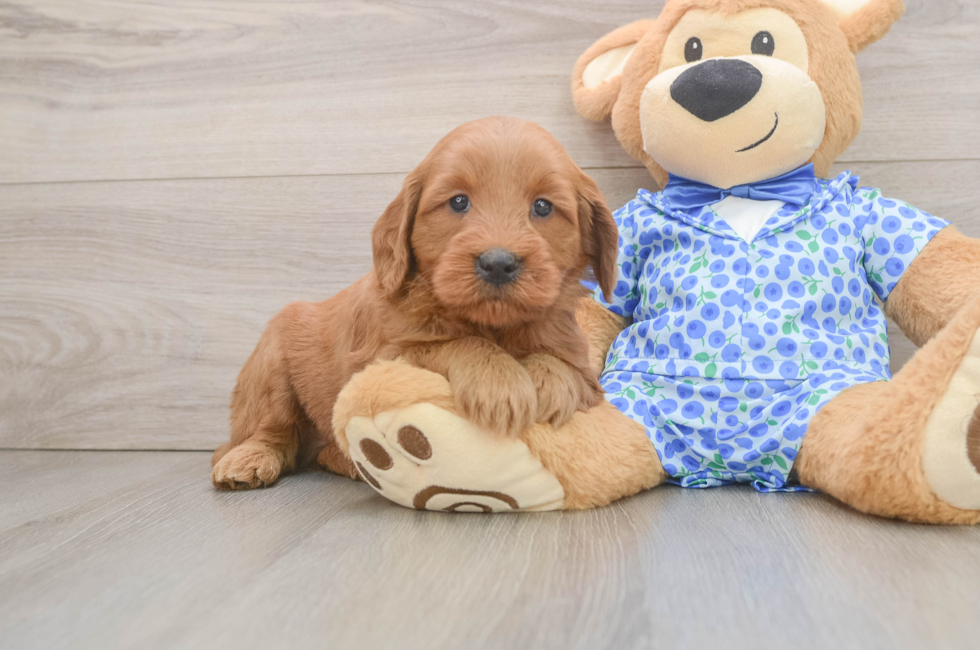 6 week old Mini Goldendoodle Puppy For Sale - Fairfield Furbabies