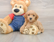 7 week old Mini Goldendoodle Puppy For Sale - Fairfield Furbabies