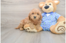 Best Mini Goldendoodle Baby