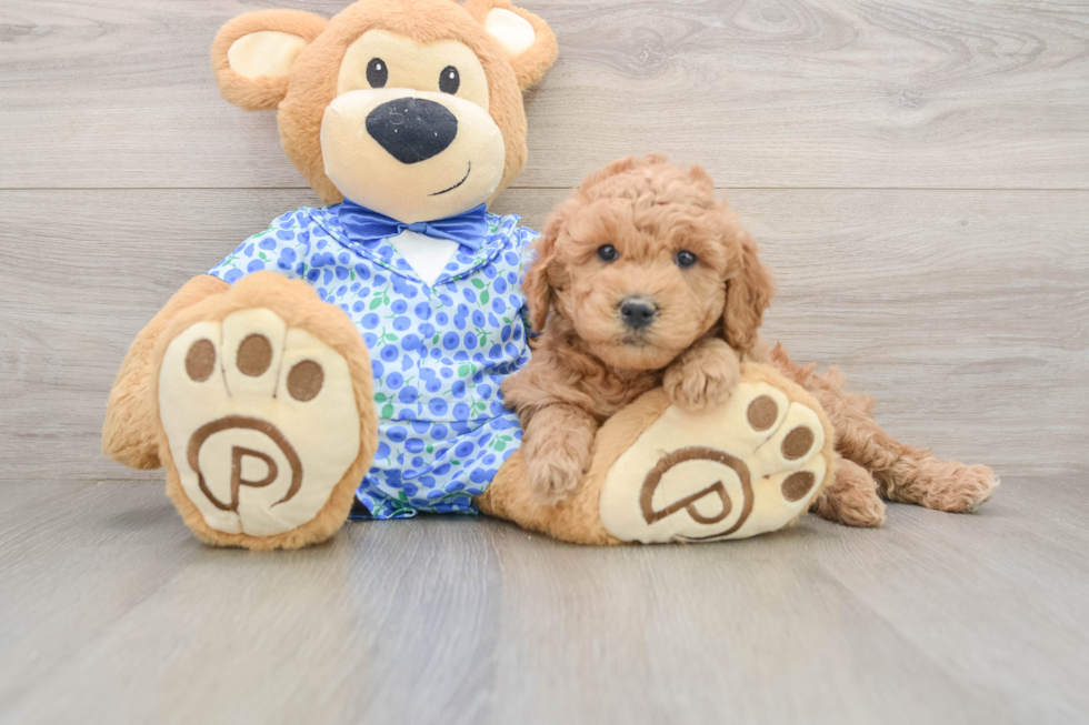 Happy Mini Goldendoodle Baby