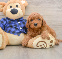 7 week old Mini Goldendoodle Puppy For Sale - Fairfield Furbabies