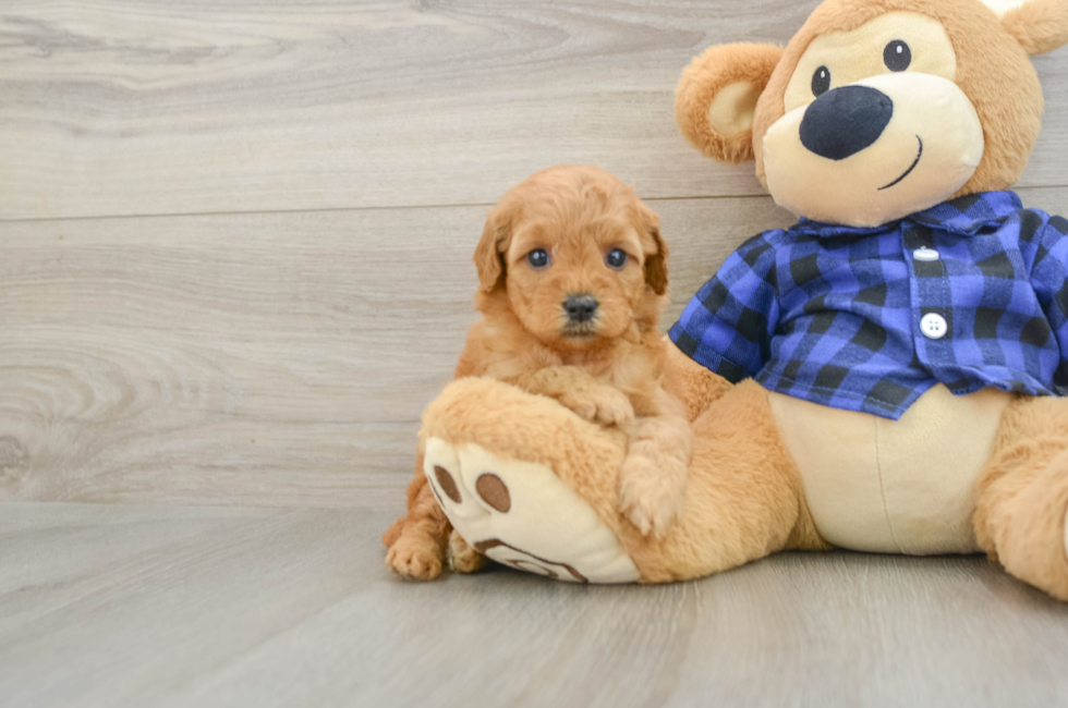 5 week old Mini Goldendoodle Puppy For Sale - Fairfield Furbabies