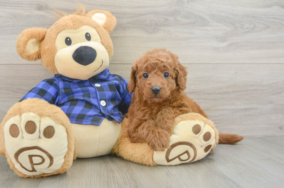8 week old Mini Goldendoodle Puppy For Sale - Fairfield Furbabies