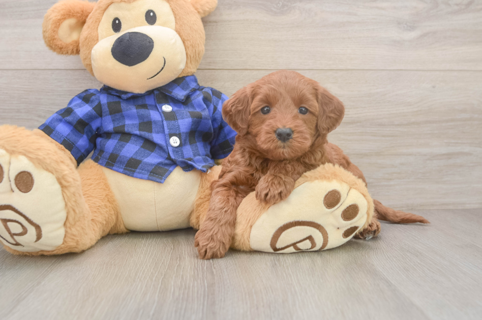 7 week old Mini Goldendoodle Puppy For Sale - Fairfield Furbabies