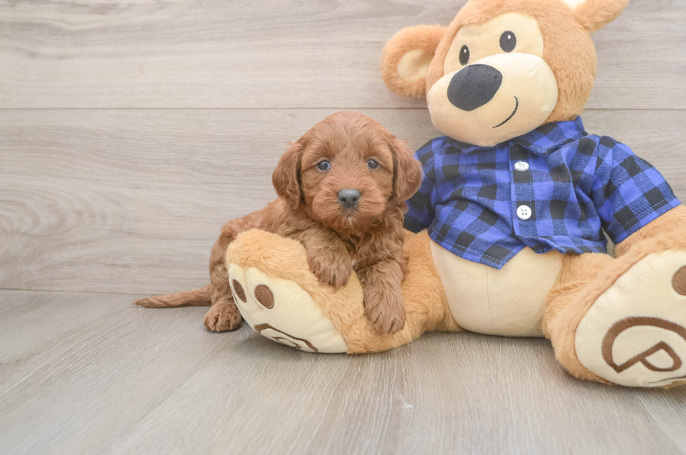 7 week old Mini Goldendoodle Puppy For Sale - Fairfield Furbabies