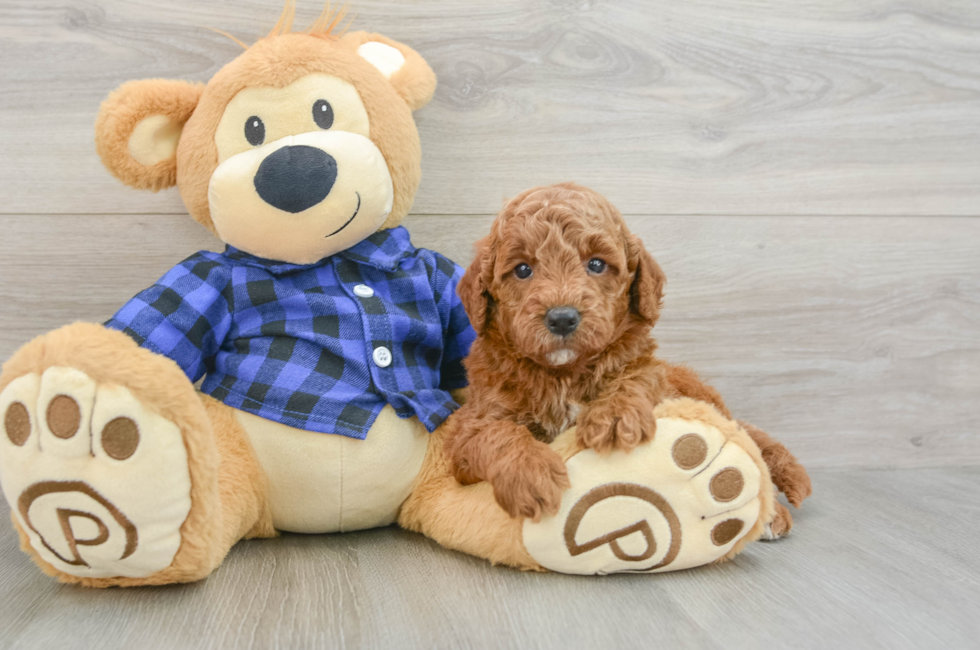 5 week old Mini Goldendoodle Puppy For Sale - Fairfield Furbabies