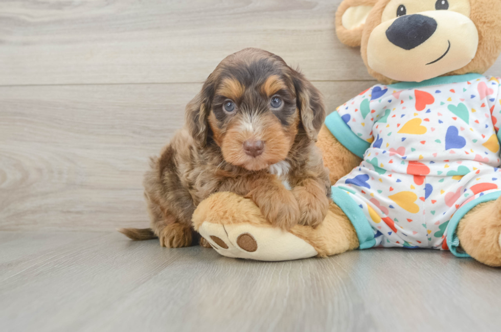 7 week old Mini Goldendoodle Puppy For Sale - Fairfield Furbabies