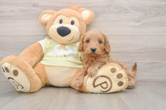 Mini Goldendoodle Puppy for Adoption