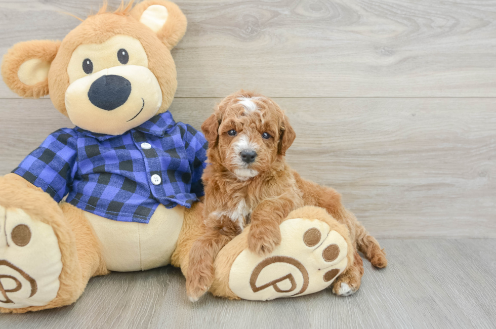 5 week old Mini Goldendoodle Puppy For Sale - Fairfield Furbabies