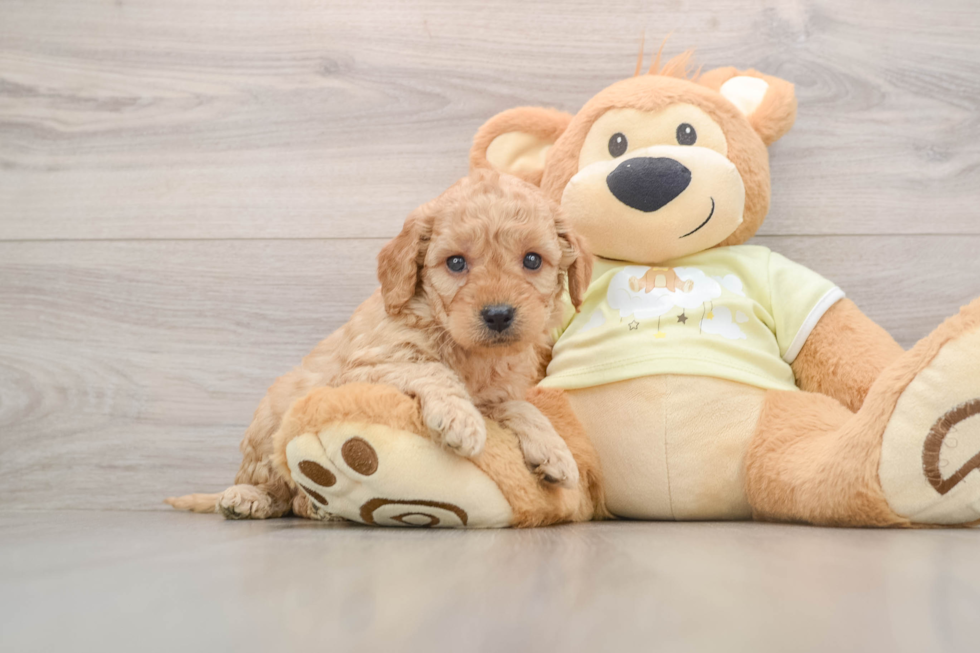 Best Mini Goldendoodle Baby