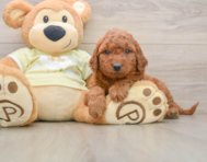 8 week old Mini Goldendoodle Puppy For Sale - Fairfield Furbabies