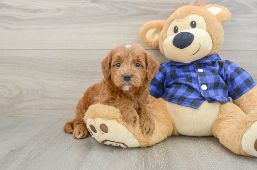 5 week old Mini Goldendoodle Puppy For Sale - Fairfield Furbabies