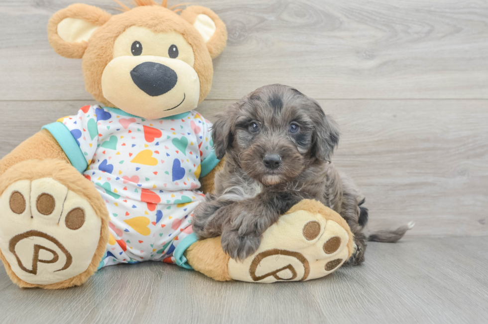 7 week old Mini Goldendoodle Puppy For Sale - Fairfield Furbabies