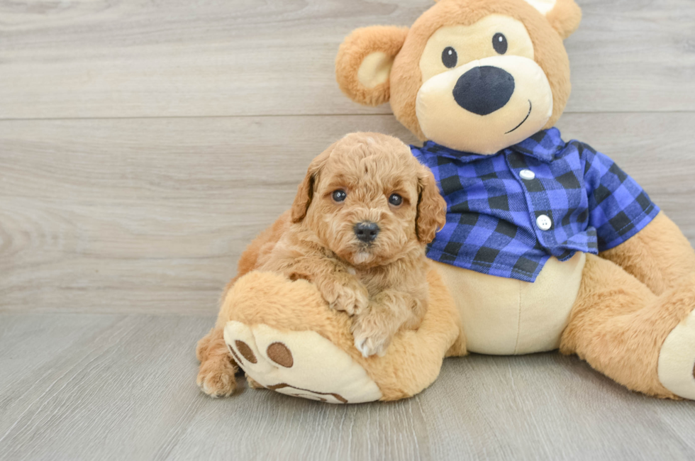 5 week old Mini Goldendoodle Puppy For Sale - Fairfield Furbabies