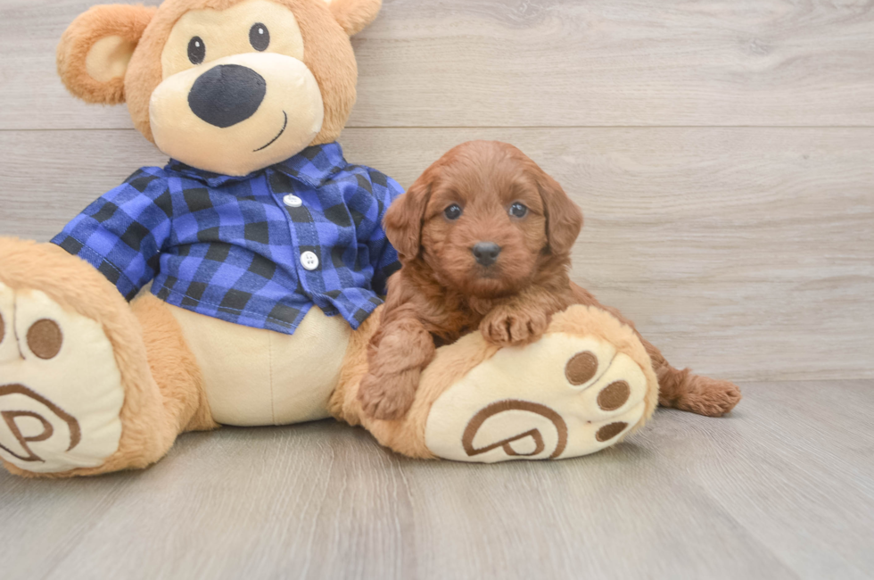 7 week old Mini Goldendoodle Puppy For Sale - Fairfield Furbabies