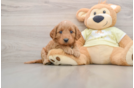 Mini Goldendoodle Puppy for Adoption