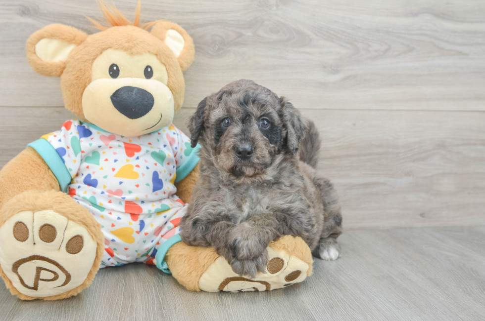 7 week old Mini Goldendoodle Puppy For Sale - Fairfield Furbabies