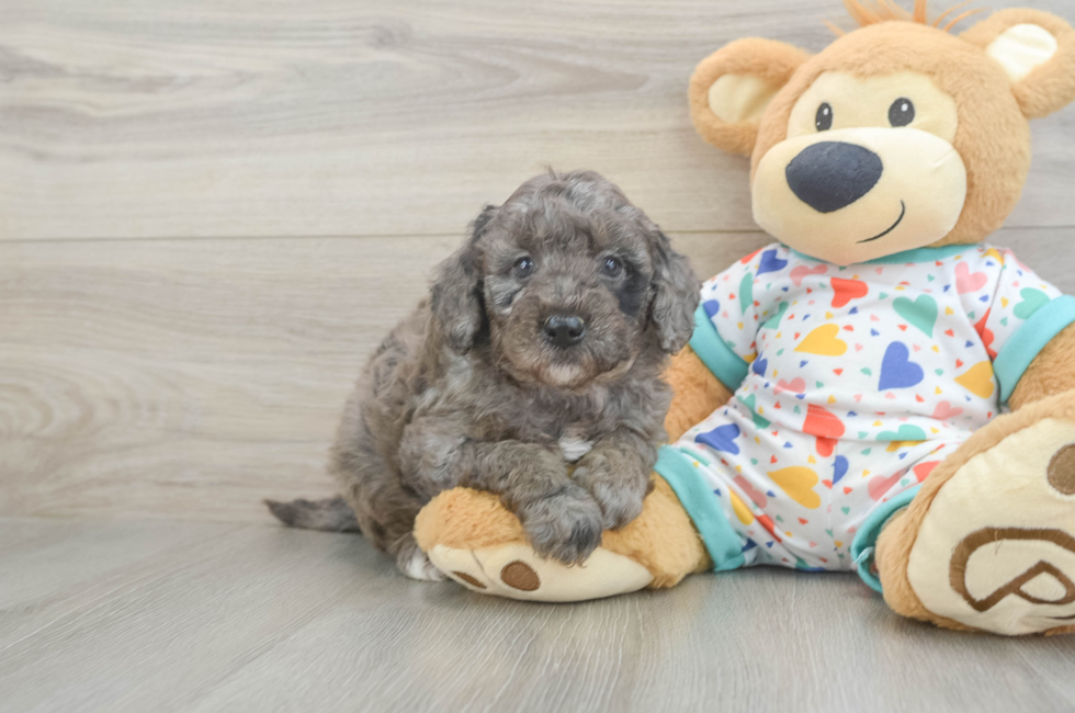 7 week old Mini Goldendoodle Puppy For Sale - Fairfield Furbabies