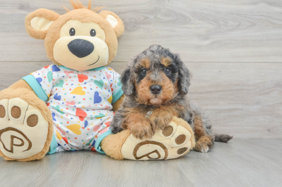 7 week old Mini Goldendoodle Puppy For Sale - Fairfield Furbabies