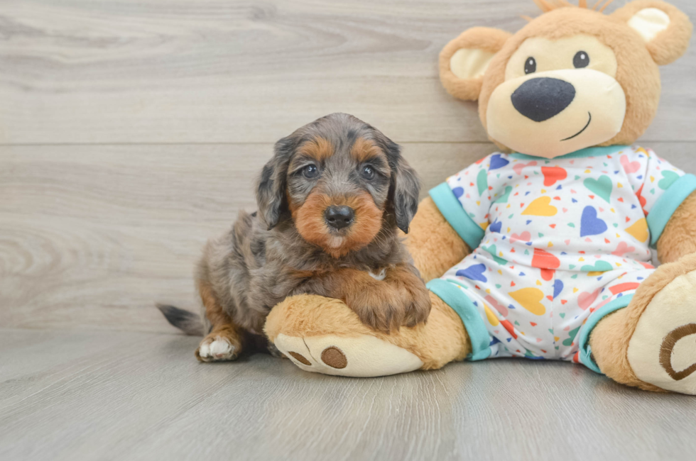 7 week old Mini Goldendoodle Puppy For Sale - Fairfield Furbabies