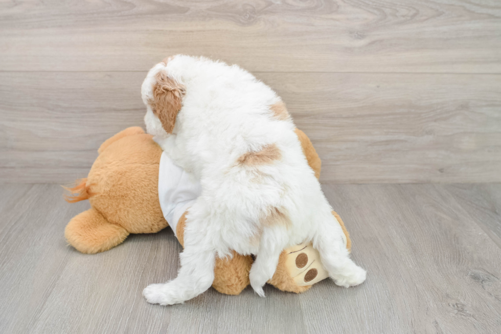 Small Mini Goldendoodle Baby