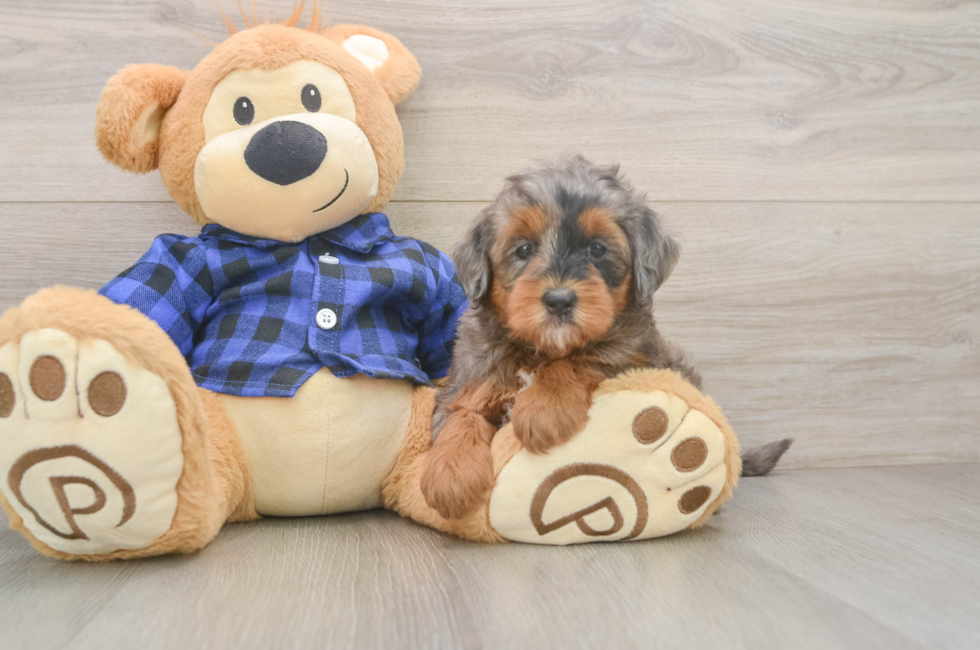 6 week old Mini Goldendoodle Puppy For Sale - Fairfield Furbabies