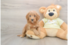 Cute Mini Goldendoodle Baby