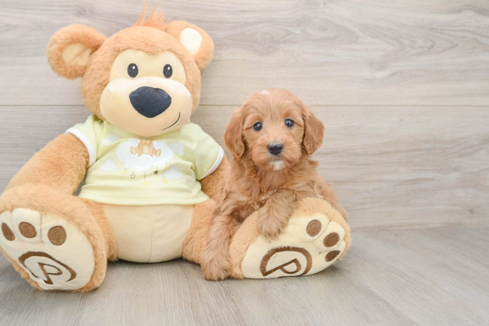 Mini Goldendoodle Puppy for Adoption
