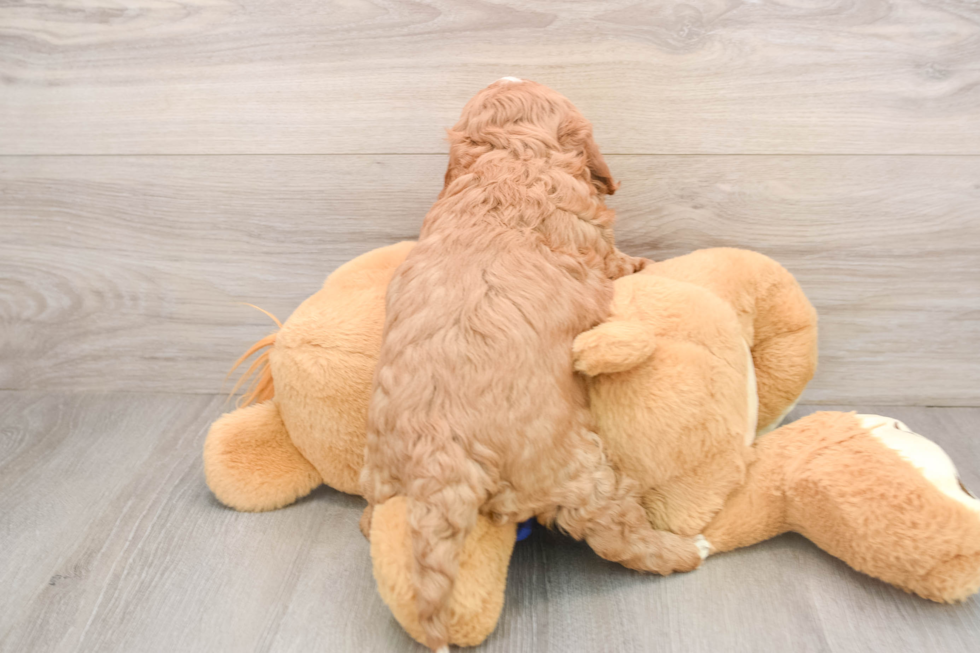 Mini Goldendoodle Pup Being Cute