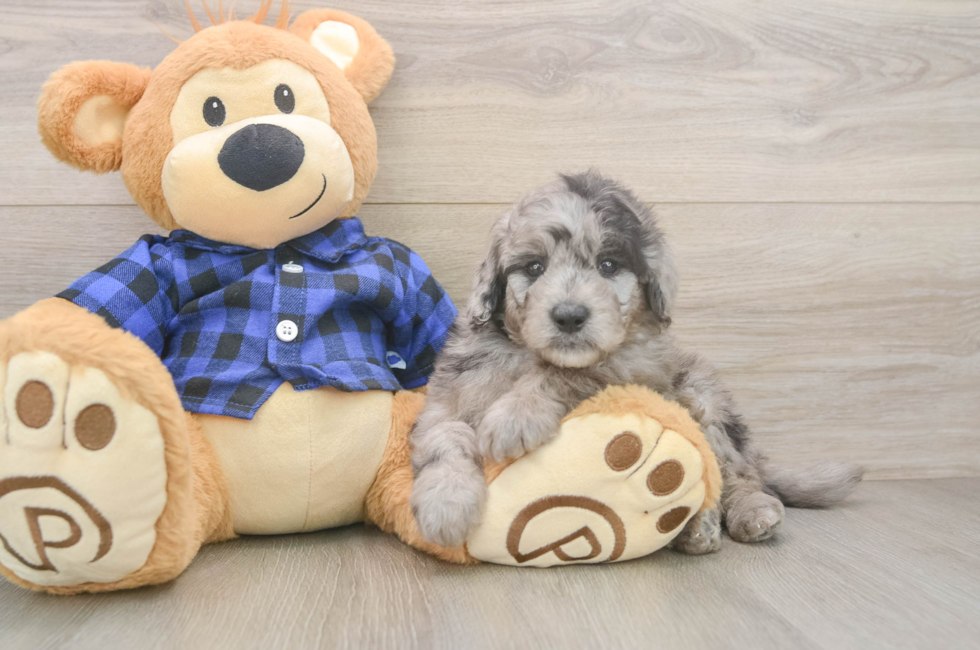 6 week old Mini Goldendoodle Puppy For Sale - Fairfield Furbabies