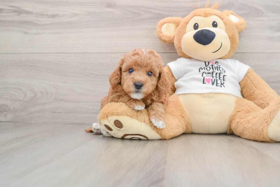 Mini Goldendoodle Puppy for Adoption