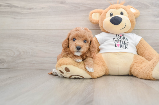 Mini Goldendoodle Puppy for Adoption