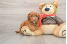 Best Mini Goldendoodle Baby