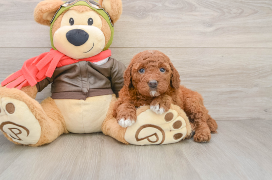 Smart Mini Goldendoodle Poodle Mix Pup