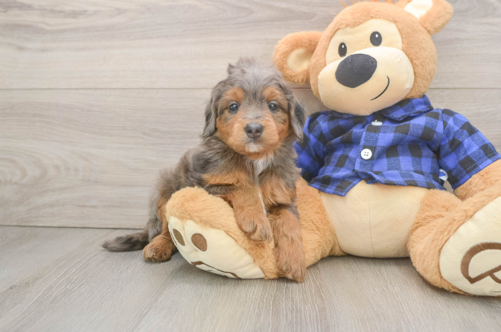 6 week old Mini Goldendoodle Puppy For Sale - Fairfield Furbabies