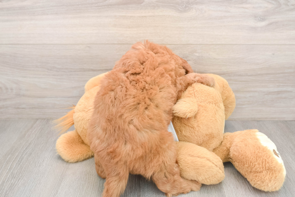 Little Mini Goldenpoo Poodle Mix Puppy