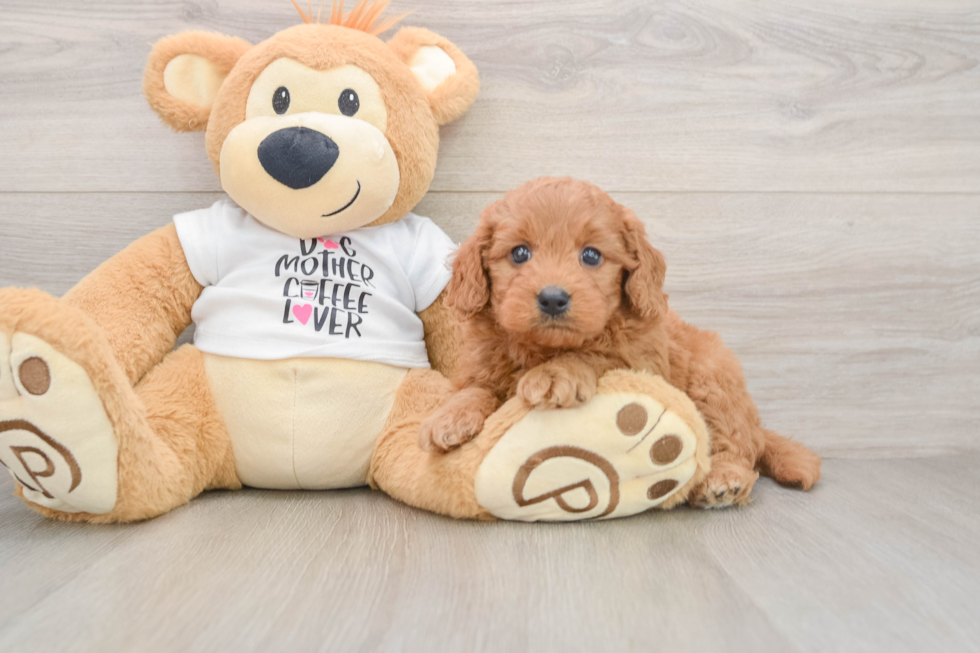 Mini Goldendoodle Pup Being Cute