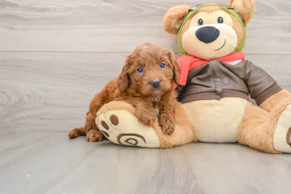 Mini Goldendoodle Pup Being Cute