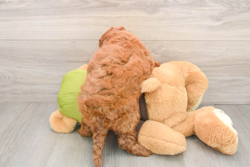 Best Mini Goldendoodle Baby