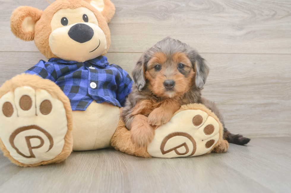 6 week old Mini Goldendoodle Puppy For Sale - Fairfield Furbabies