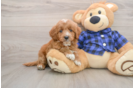 Mini Goldendoodle Puppy for Adoption