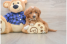 Little Mini Goldenpoo Poodle Mix Puppy