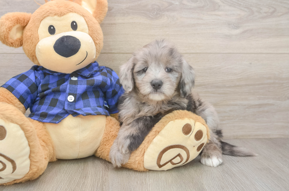 6 week old Mini Goldendoodle Puppy For Sale - Fairfield Furbabies