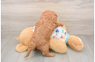 Mini Goldendoodle Puppy for Adoption